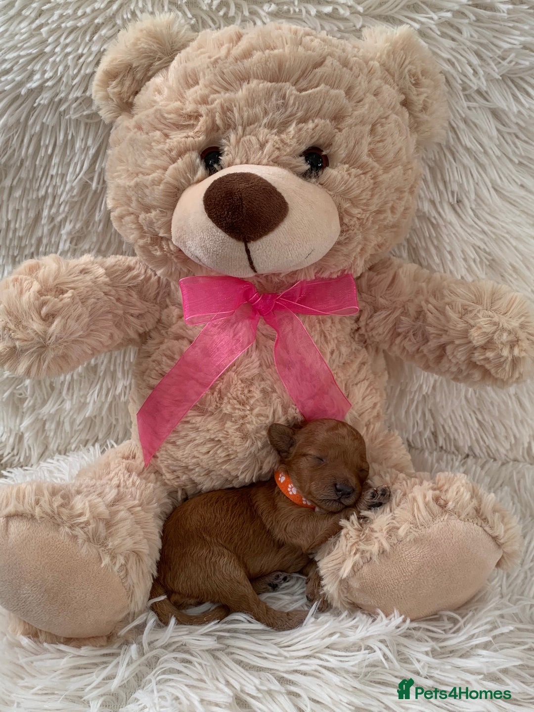 Poochon dogs for sale: Beautiful Poochon Puppies 🐾 - Image 1