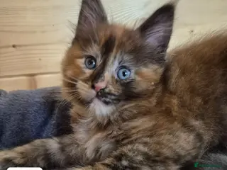 Maine Coon cats Mein con - Advert 9