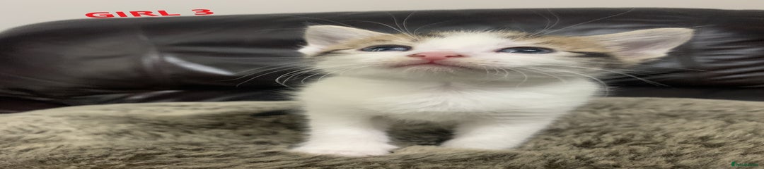 Mixed Breed Kitten 3 - girl 3 