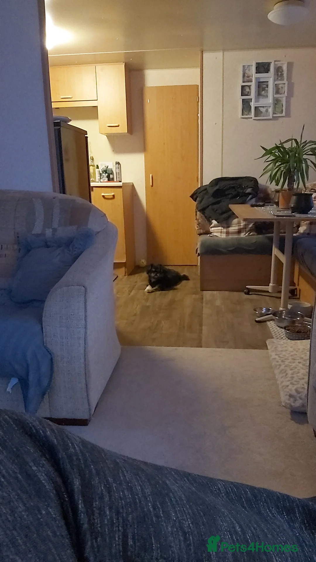 Mixed Breed dogs for sale: Male  pomeranian x - Advert 3