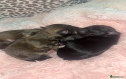 Mixed Breed dogs for sale: 6 Beautiful Babys - Image 5