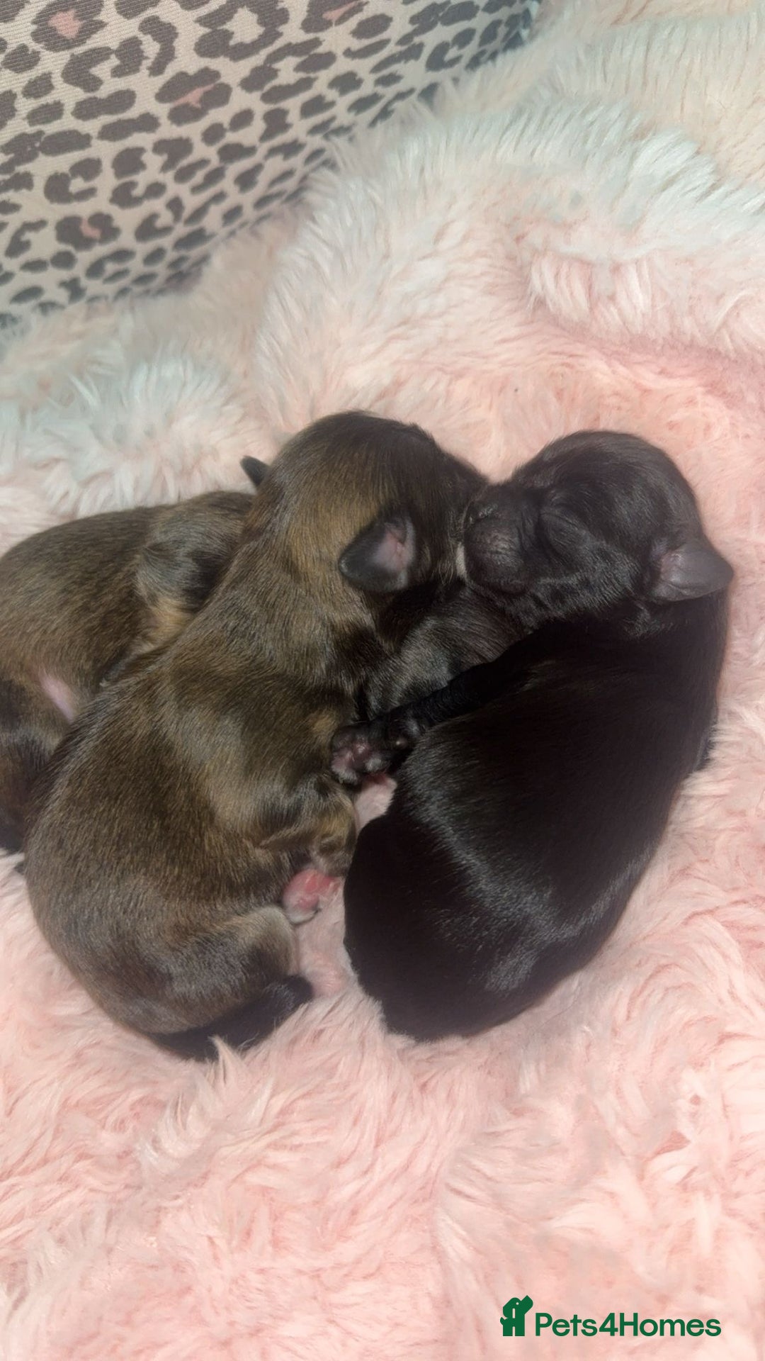 Mixed Breed dogs for sale: 6 Beautiful Babys - Image 5