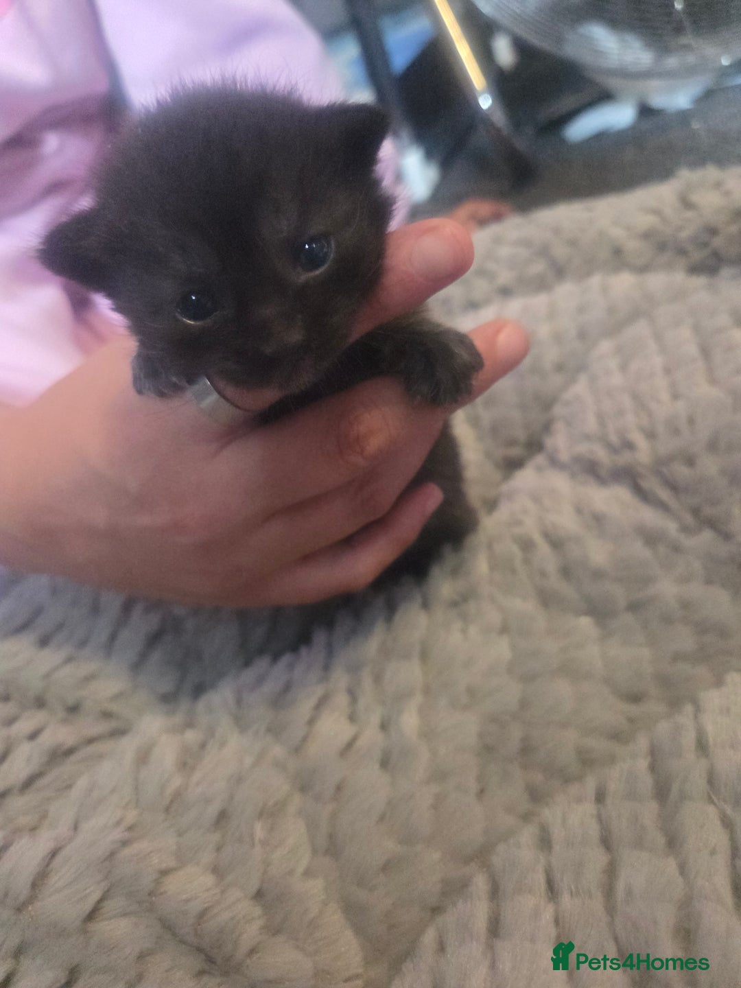Mixed Breed cats for sale: Nearly 3 weeks old kittens  - Image 3