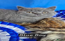 British Shorthair cats for sale: British short hair kittens - Advert 4