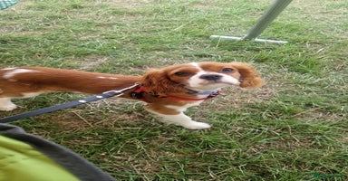 Cavalier King Charles Spaniel dogs - Advert 3