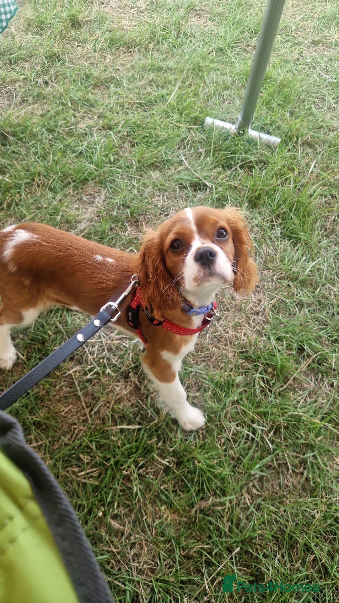 Cavalier King Charles Spaniel dogs for sale: Cavailier puppy for sale - Image 3