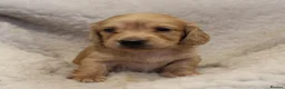 Miniature Dachshund dogs for sale: READYNOW KC cream L/H Health tested Mini Dachshund - Advert 17