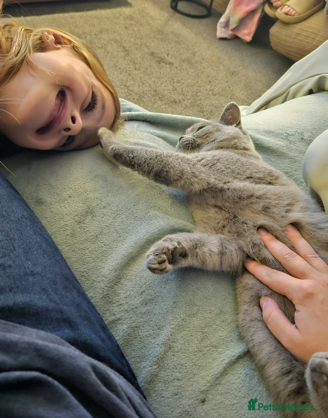 British Shorthair cats for sale: Grey British shorthair Female - Advert 3