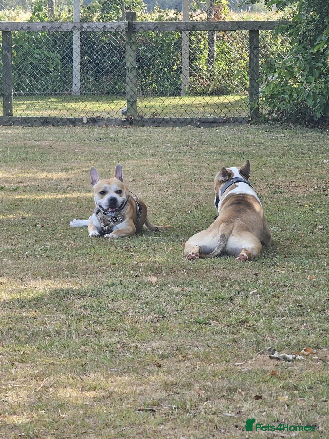 French Bulldog dogs for adoption: FOR ADOPTION - TANGO - BOGNOR REGIS  - Image 6