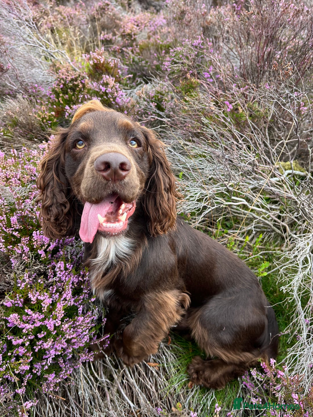 Cocker Spaniel dogs for stud: Cocker spaniel for stud  - Advert 6