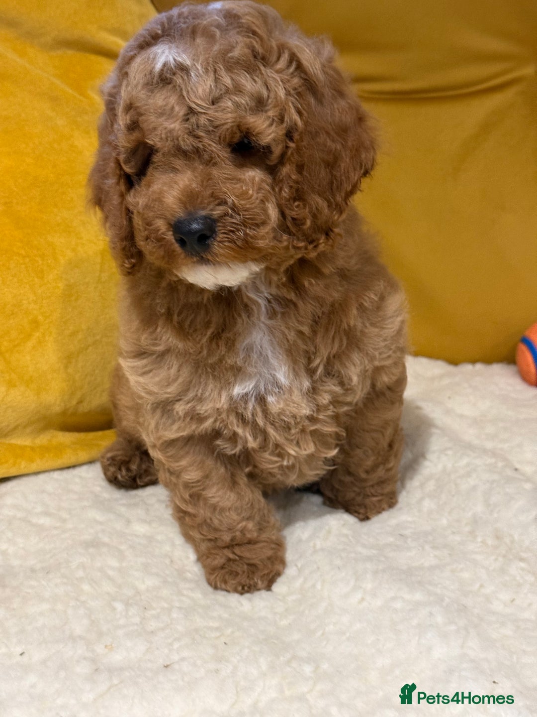 Cockapoo dogs for sale: Absolutely stunning puppies  - Advert 5