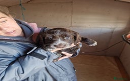 Sprocker dogs for sale: Beautiful sprocker puppies - Advert 5