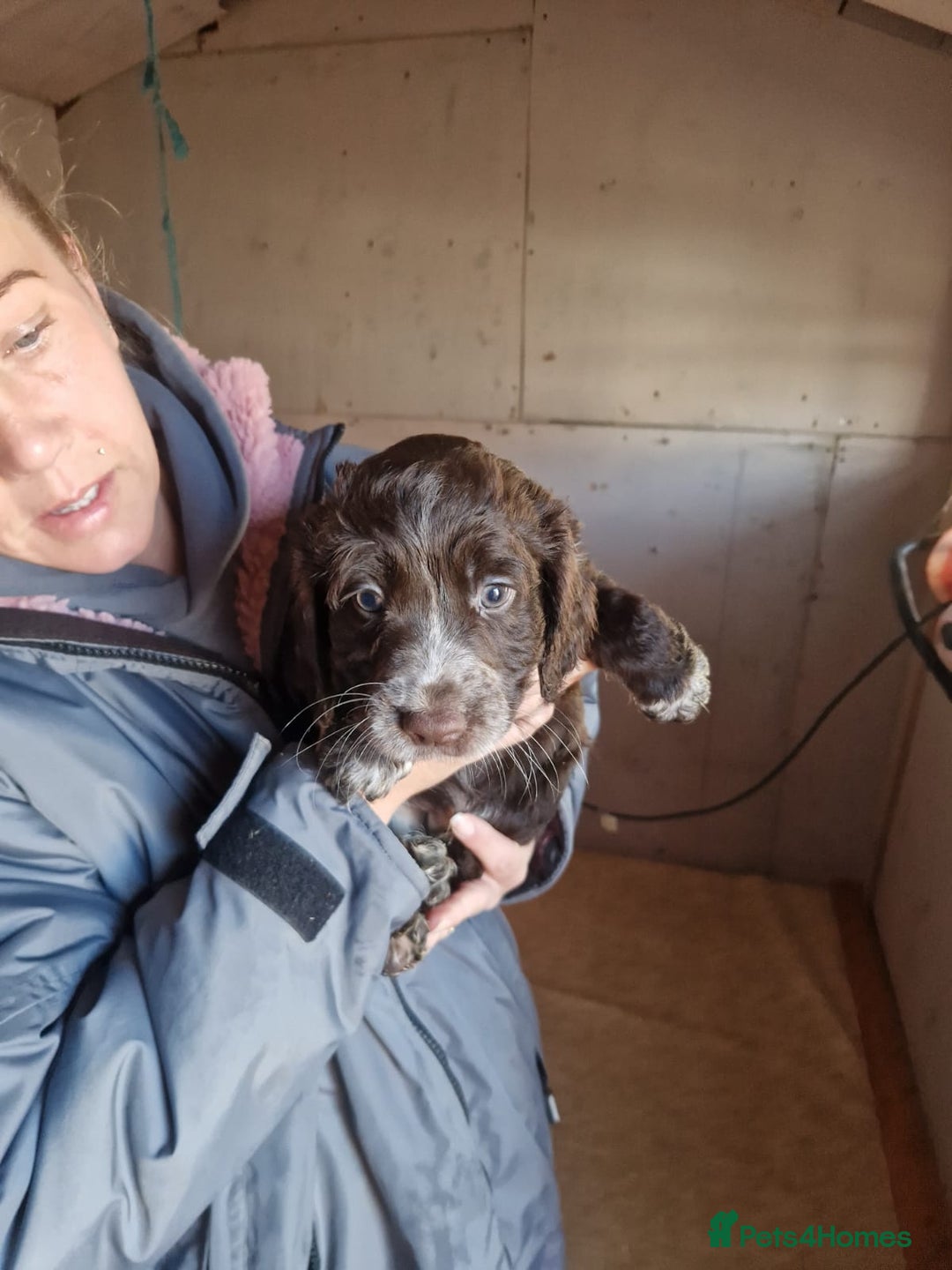 Sprocker dogs for sale: Beautiful sprocker puppies - Advert 5