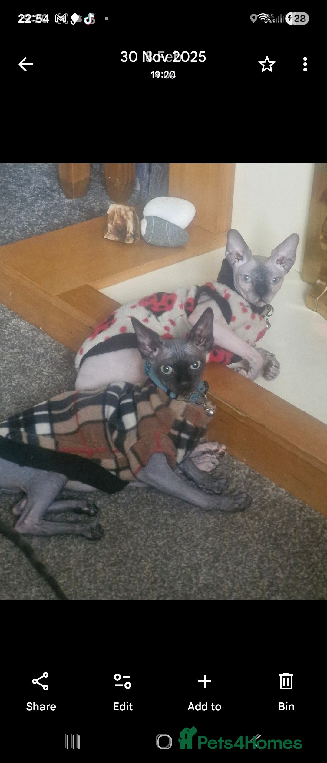 Sphynx cats for sale: 1 year old male sphynx  - Advert 3