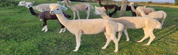 Alpaca livestock for sale: Alpacas for Sale - Advert 19