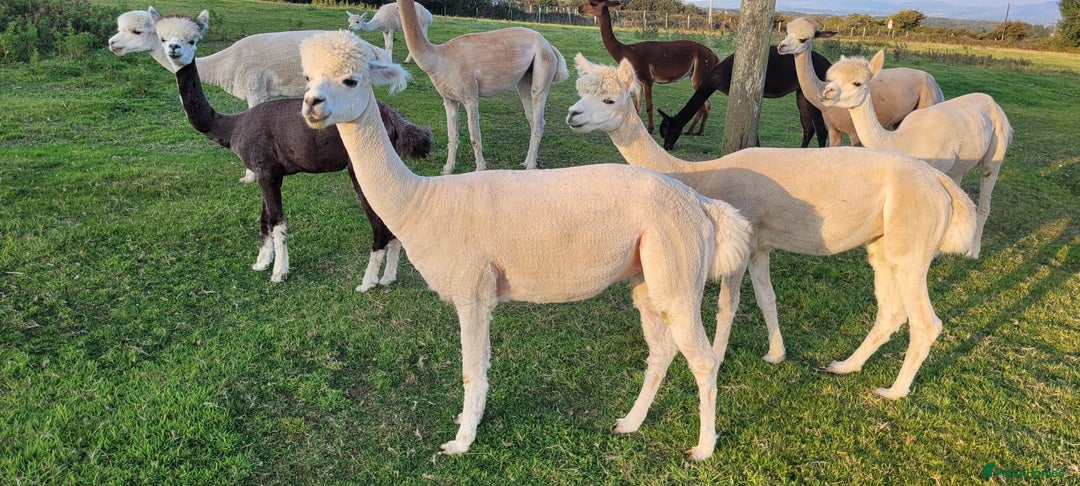 Alpaca livestock for sale: Alpacas for Sale - Advert 19