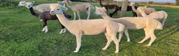Alpaca livestock for sale: Alpacas for Sale - Advert 19