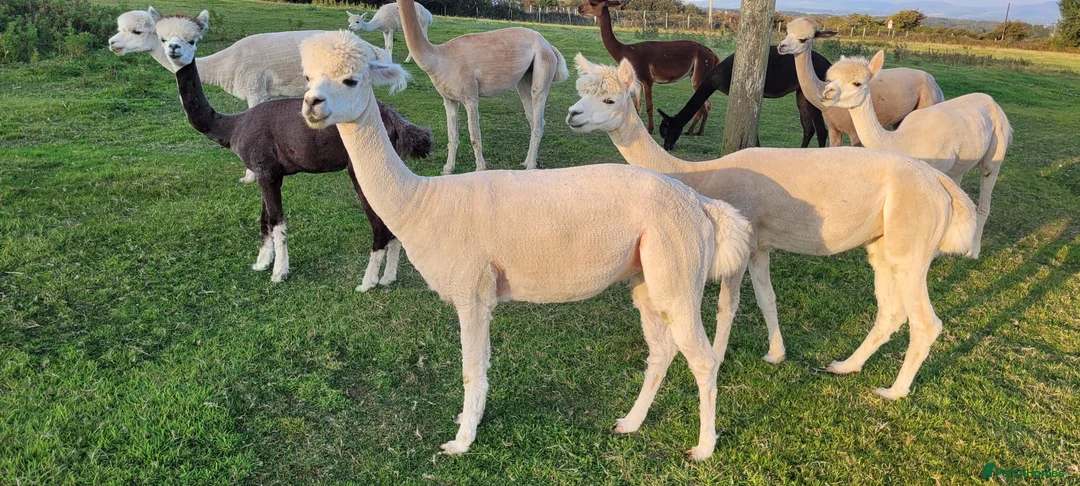Alpaca livestock for sale: Alpacas for Sale - Advert 19