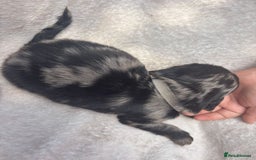Cocker Spaniel dogs for sale: Merl cocker spaniel puppies  - Image 10