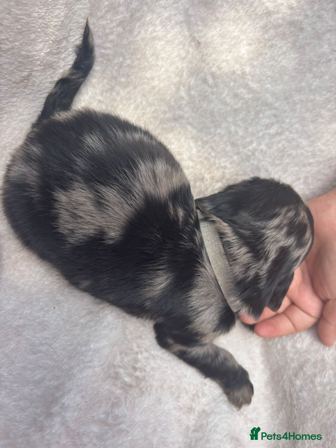 Cocker Spaniel dogs for sale: Merl cocker spaniel puppies  - Image 10