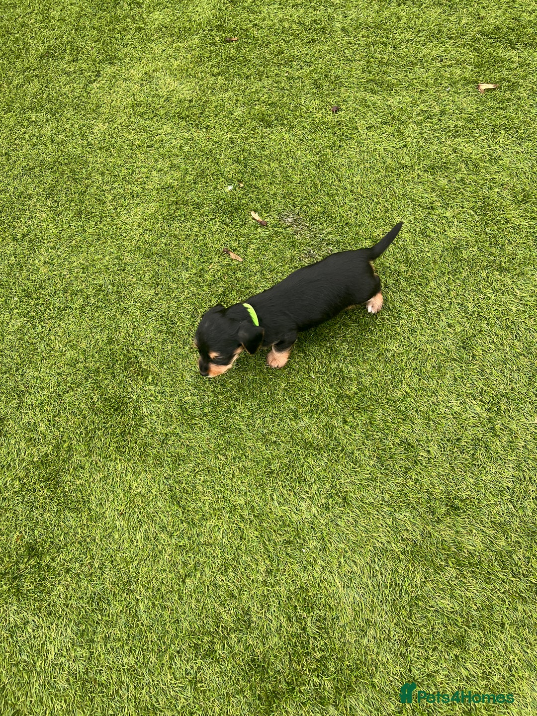 Mixed Breed dogs for sale: 5 beautiful jackshund puppies for sale - Advert 26