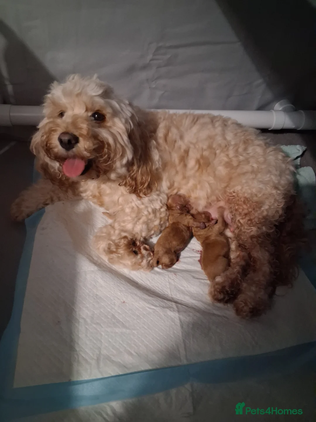 Cockapoo dogs for sale: F1b Toy cockapoo puppies in Lincoln - Advert 2