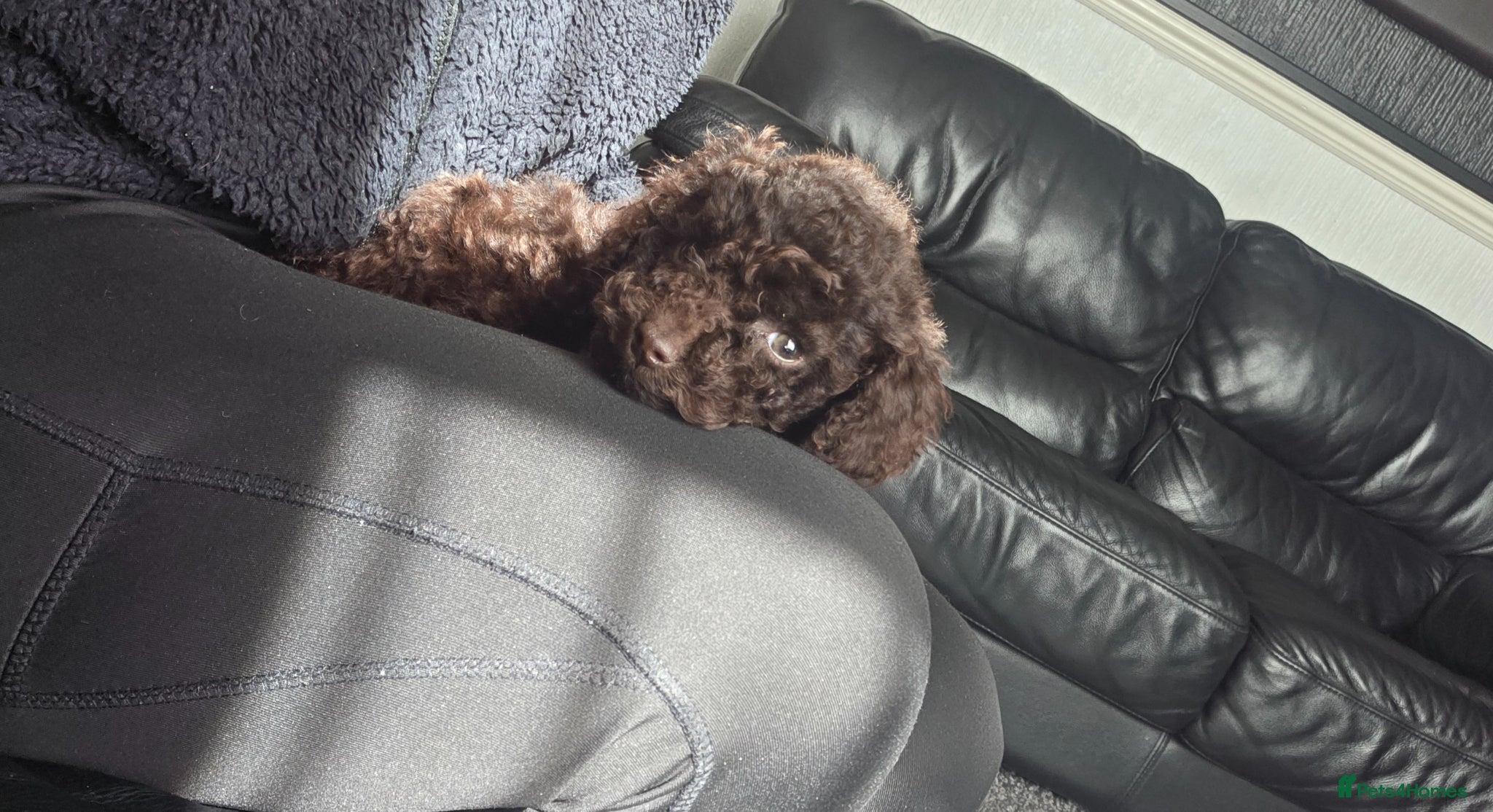 Cockapoo dogs One Chocolate Cockapoo tiny girl - Advert 11