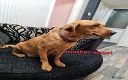 Labradoodle dogs for sale: F1 beautiful labradoodles  - Image 2