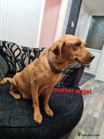 Labradoodle dogs - Advert 14