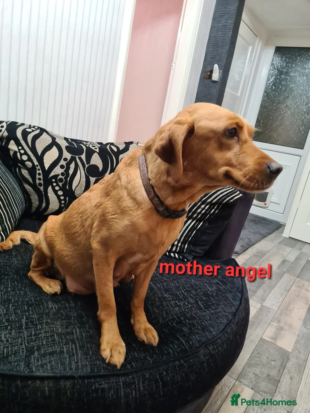 Labradoodle dogs for sale: F1 beautiful labradoodles  - Advert 2