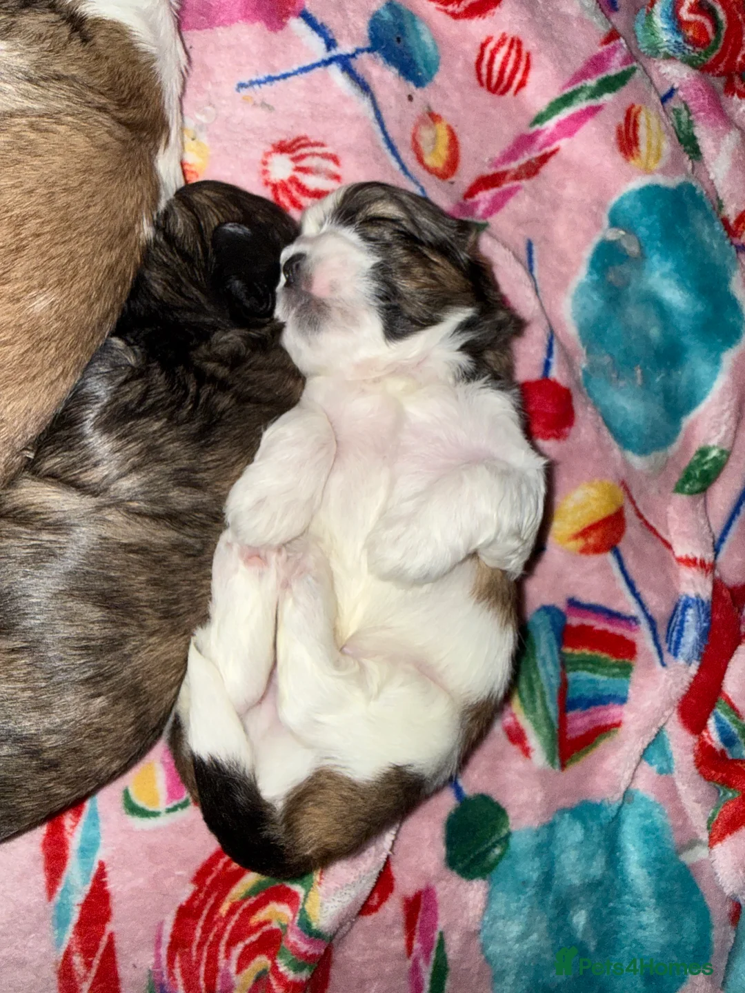 Shih Tzu dogs for sale: Shih Tzu puppies - Advert 18