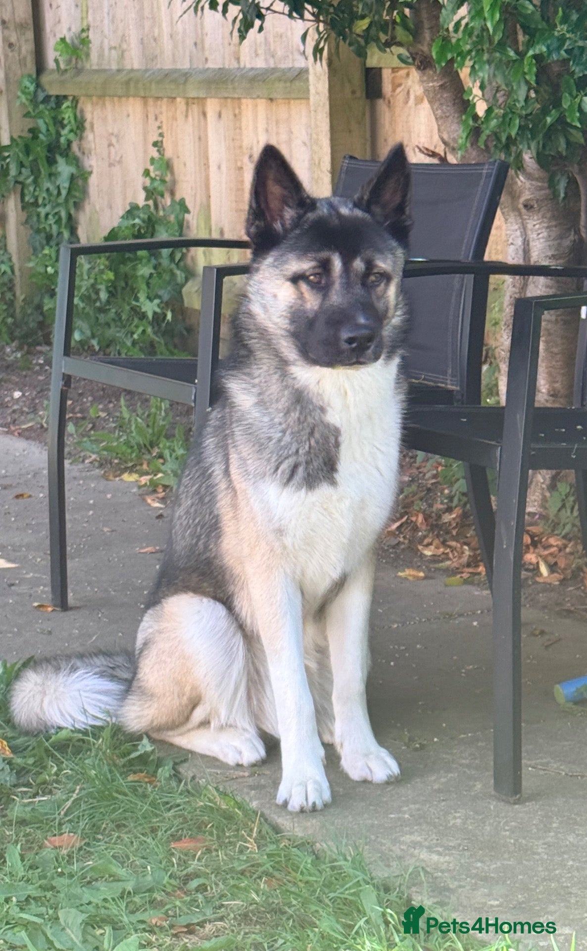Mixed Breed dogs 13 month old Husky Cross - Advert 2