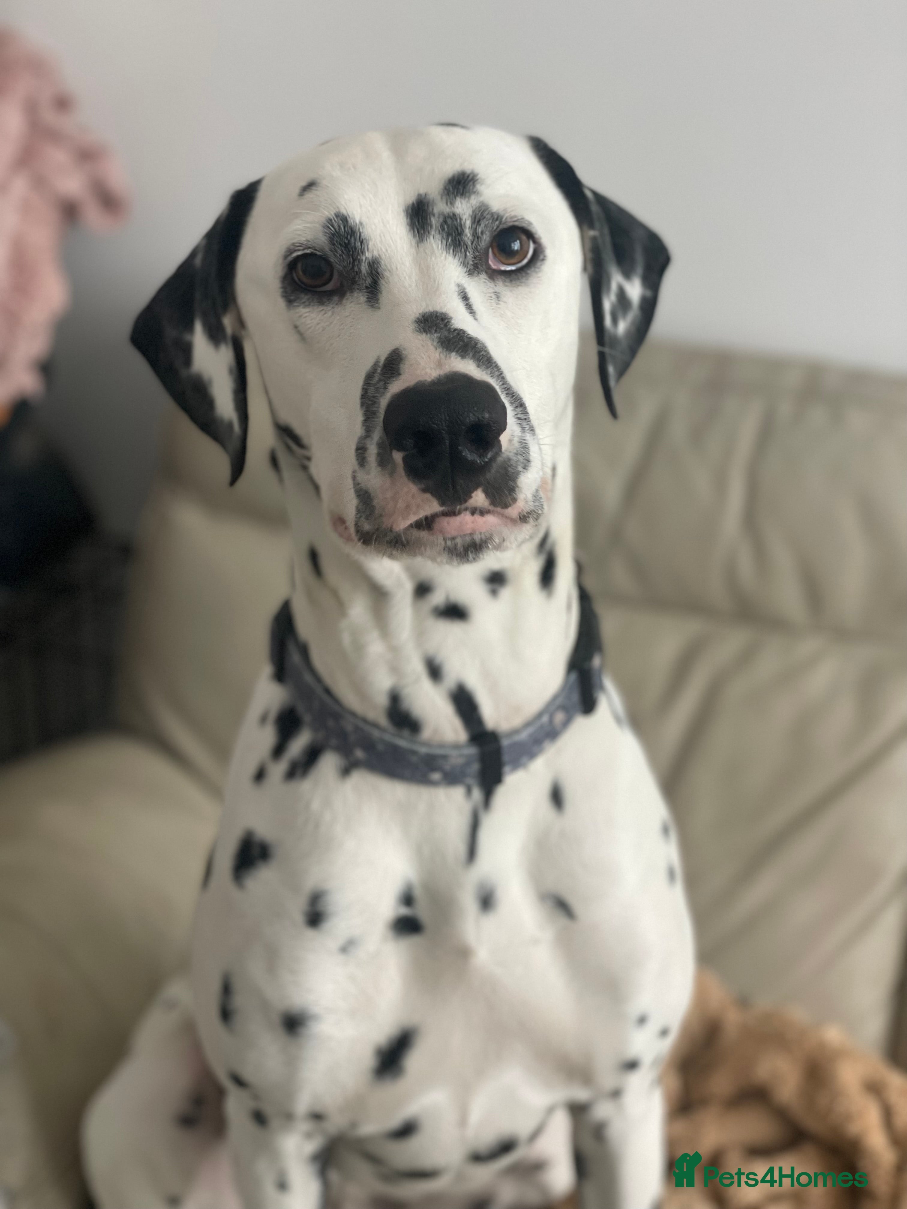 Dalmatian dogs Potential rehome - male LUA Dalmatian  - Advert 2