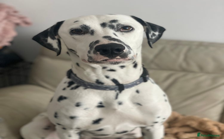 Dalmatian dogs Potential rehome - male LUA Dalmatian  - Advert 7