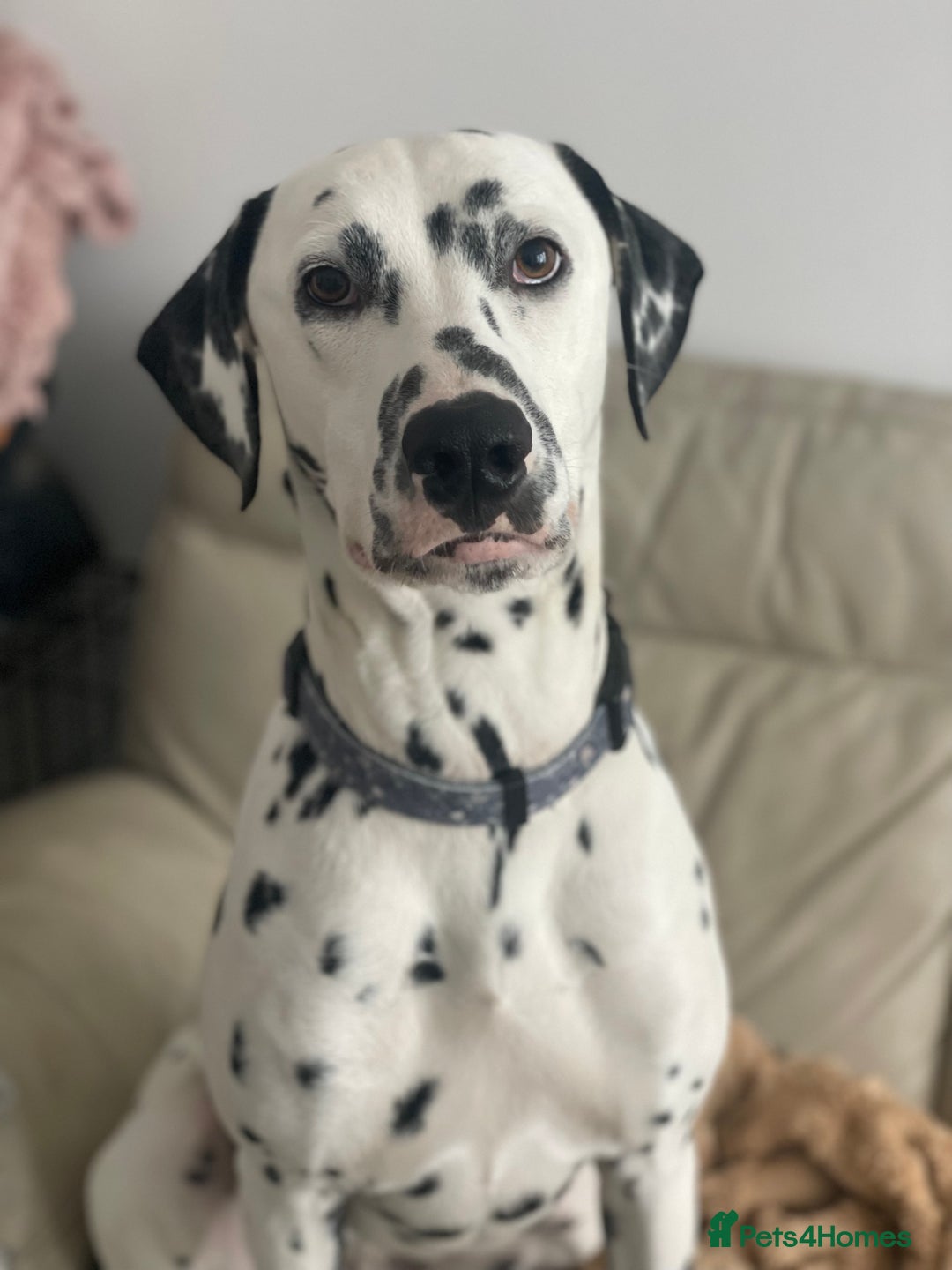 Dalmatian dogs for sale: Potential rehome - male LUA Dalmatian  - Advert 1