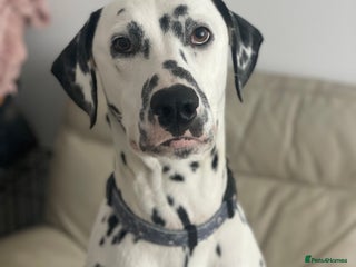 Dalmatian dogs Potential rehome - male LUA Dalmatian - Advert 1