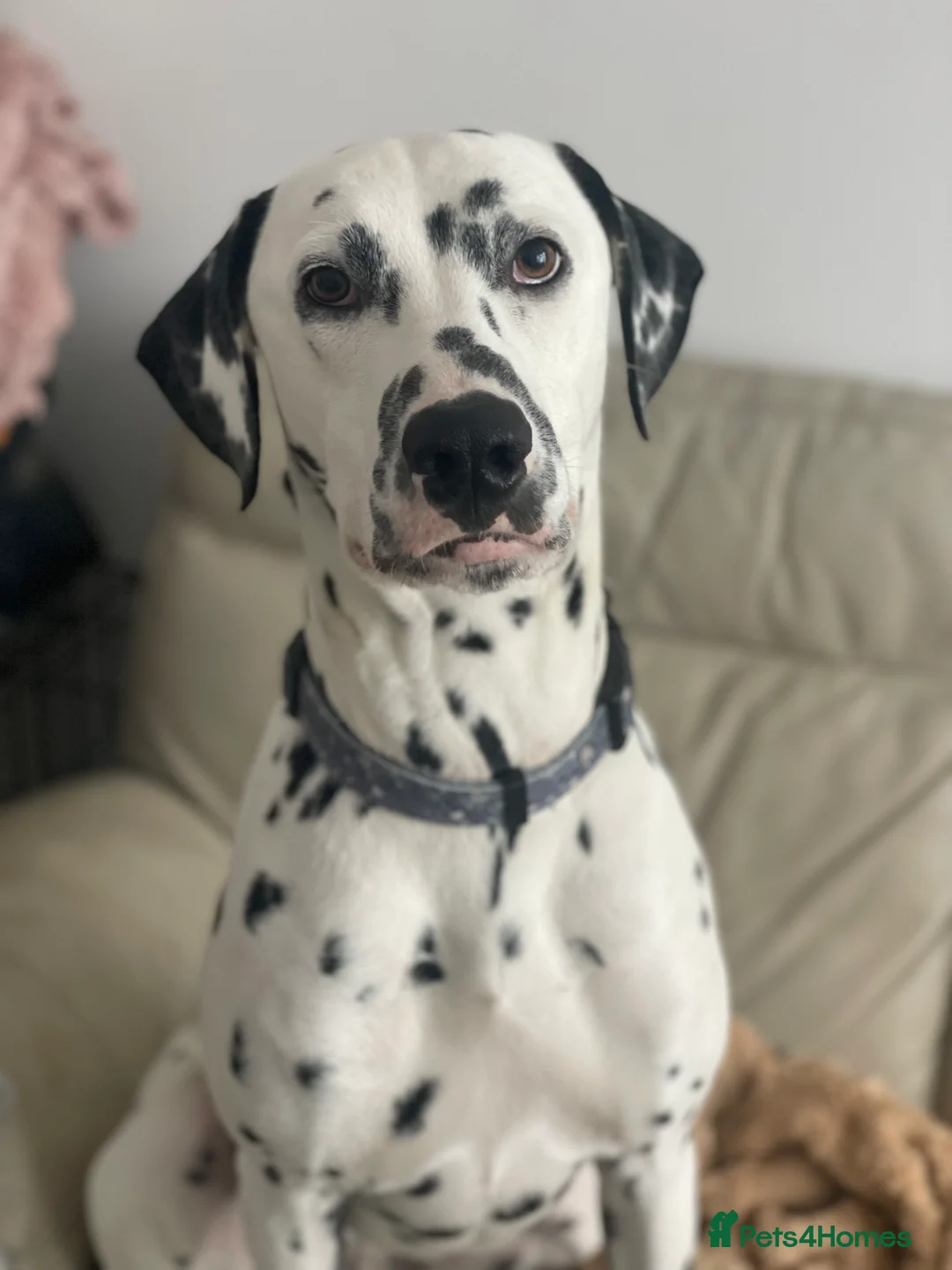 Dalmatian dogs for sale: Potential rehome - male LUA Dalmatian  - Advert 1