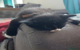 Mixed Breed cats for sale: Kittens ready now - Image 4