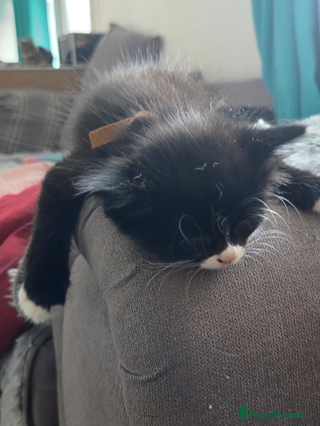 Mixed Breed cats for sale: Kittens ready now - Image 4