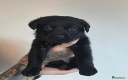 Mixed Breed dogs for sale: Sheprador Puppies - Image 2
