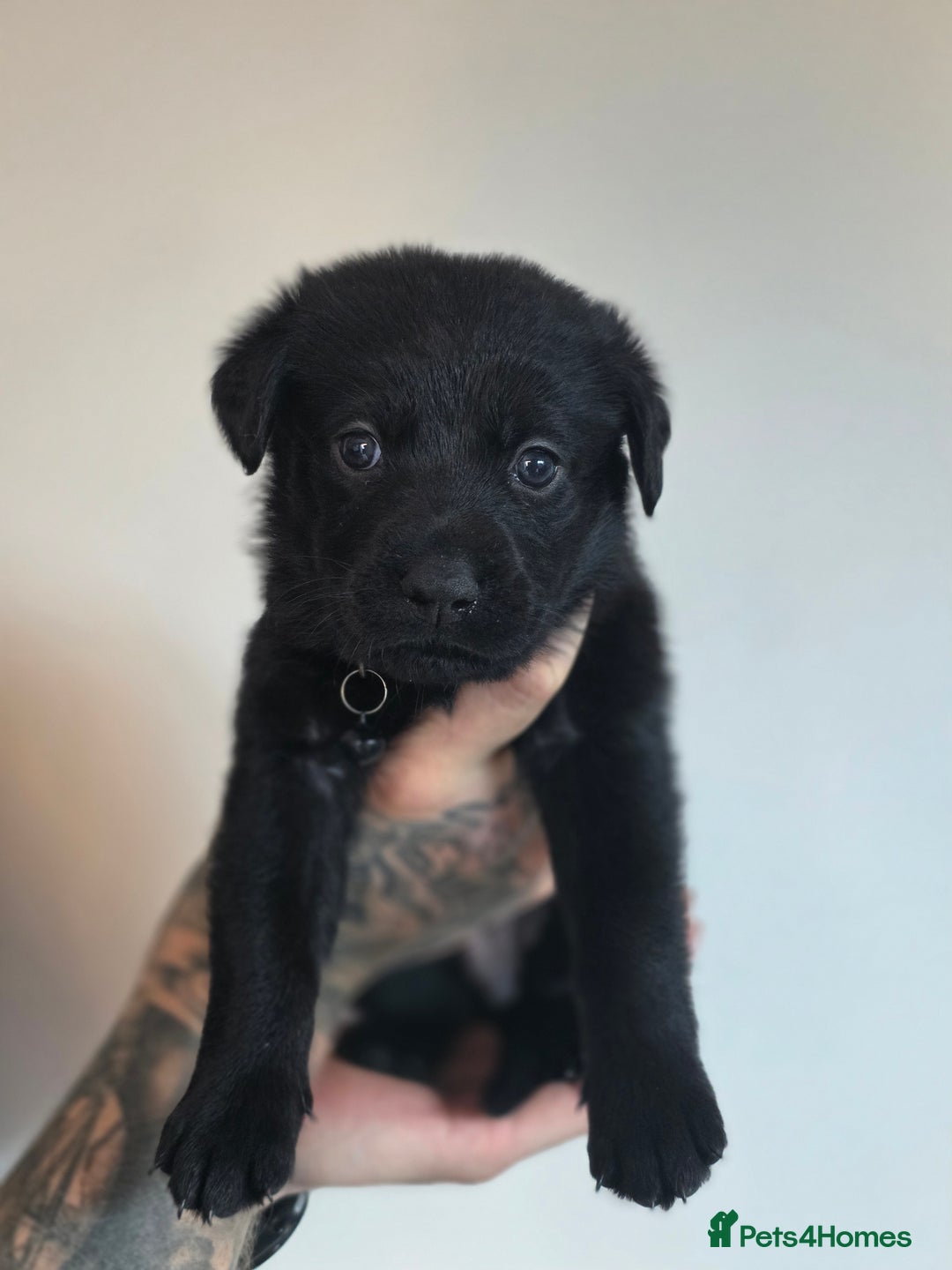 Mixed Breed dogs for sale: Sheprador Puppies - Image 2