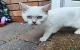British Shorthair cats for sale: British short hair pure breed - Image 7