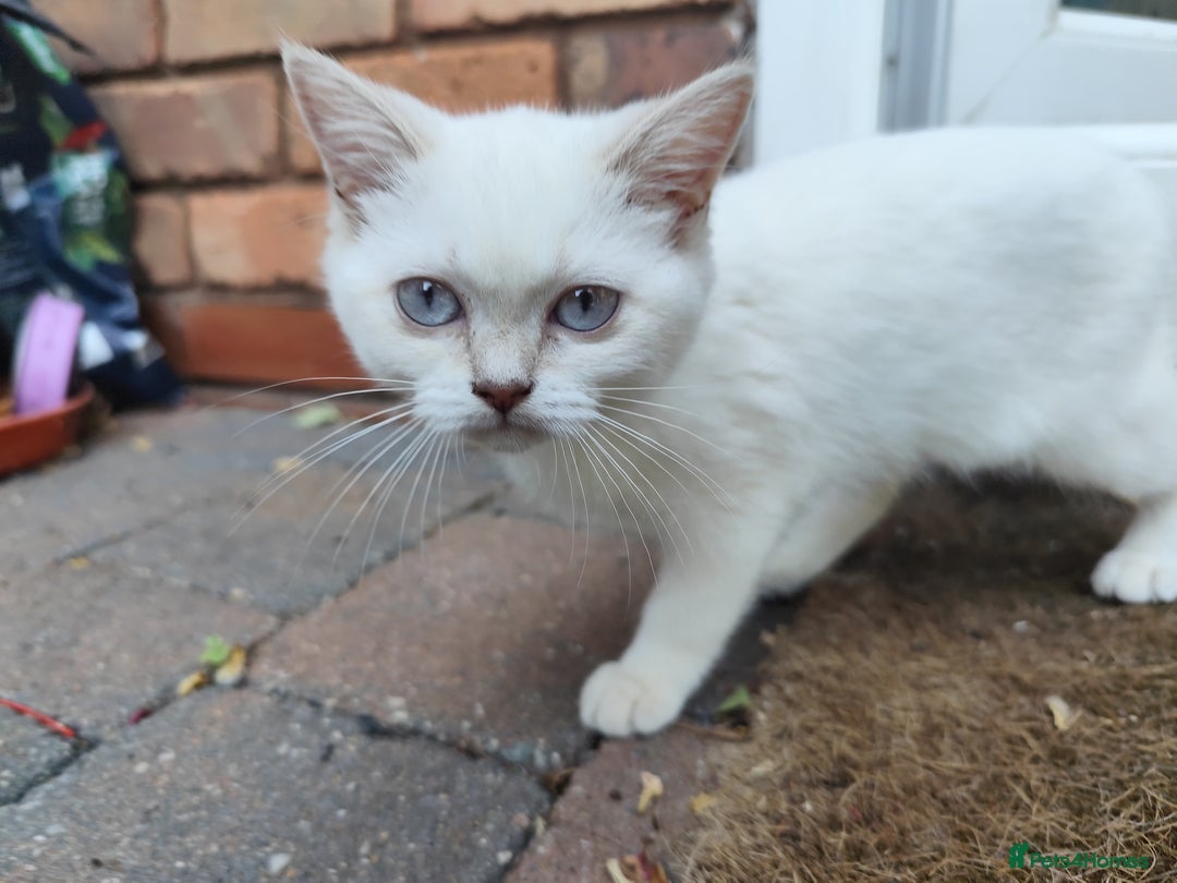British Shorthair cats for sale: British short hair pure breed - Image 7