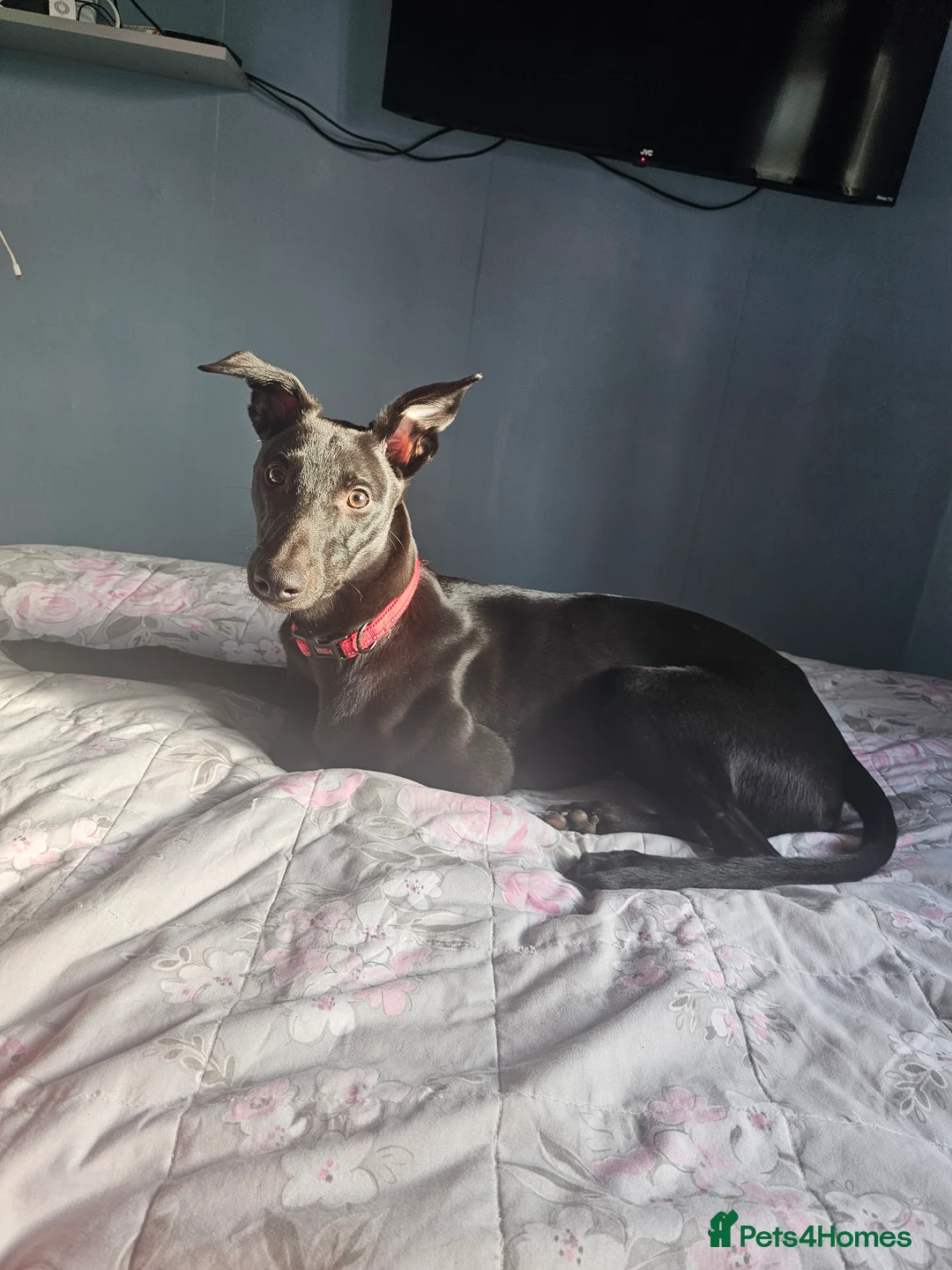 Lurcher dogs for sale: Beautiful 6 months puppy  in Bradford - Advert 2