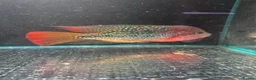Cichlids fish for sale: Thai imports Crystal parrot & srt (Cheshire) - Advert 1