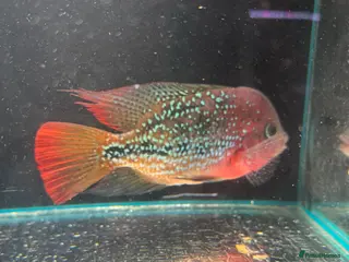 Cichlids fish Thai imports Crystal parrot & srt (Cheshire) - Advert 20