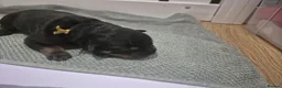 Rottweiler dogs for sale: RKC Registered Traditional Rottweiler Puppies  - Advert 9