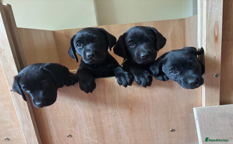 Labrador Retriever dogs - Advert 11