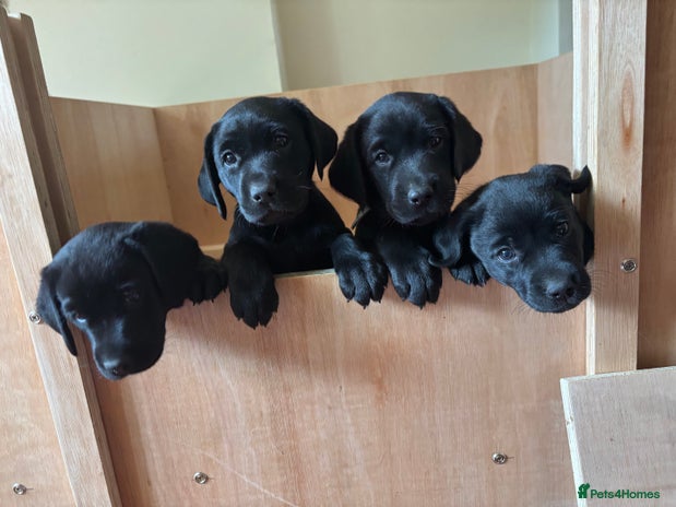 Labrador Retriever dogs - Advert 5