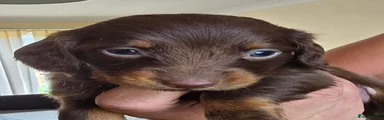 Chewie